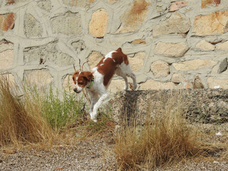 Spaniel breton © Steve Fossiant