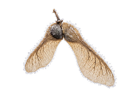 Macro shot of a dried maple seed pod covered in delicate frost crystals on a transparent background