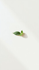 Fototapeta premium green leaves on a white background