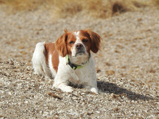 Spaniel breton © Steve Fossiant