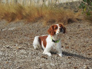 Spaniel breton © Steve Fossiant