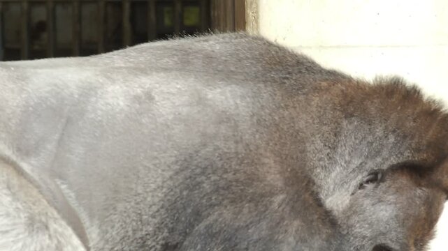 名古屋東山動物園にいるカッコいいゴリラの様子