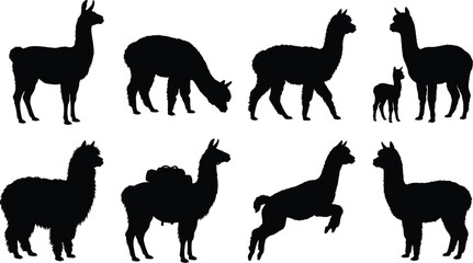 Set of full-body llama and alpaca silhouettes including grazing, jumping, and mother with baby for design projects © Ashrat