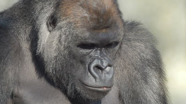 名古屋東山動物園にいるカッコいいゴリラの様子