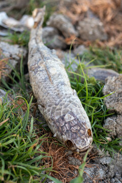 Dried Dead Fish on Grass