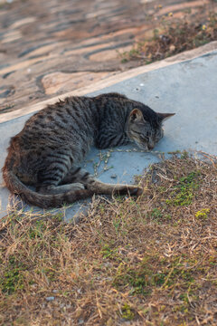 Tabby Cat Sleeping on Concrete Sidewalk