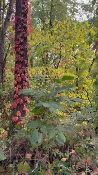 Beautiful red vines on oaks in an autumn forest