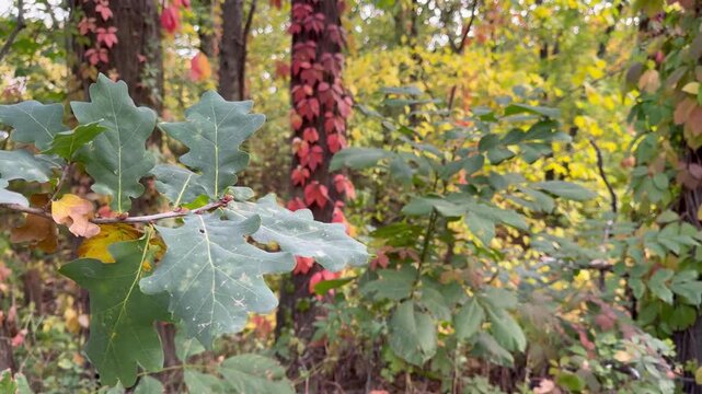 Beautiful red vines on oaks in an autumn forest