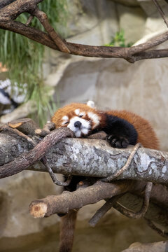 Sleepy red panda lying on a tree branch