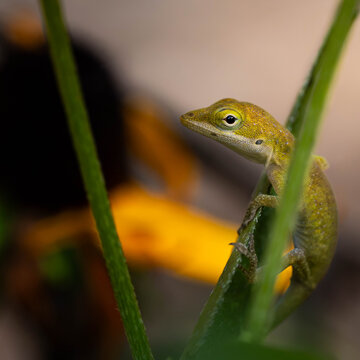 Close-up macro shot of a green anole lizard perched on a slender green plant stem, framed by tall stems with a blurred warm-toned background featuring hints of yellow and dark tones.