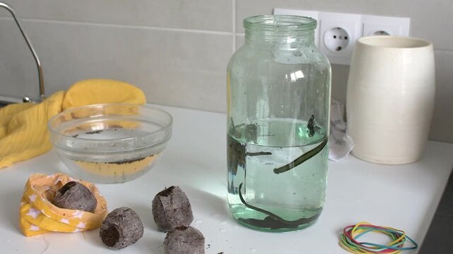 Medicinal leeches are moved from a bag of peat into a jar of water. This process is part of hirudotherapy for healthcare and treatment purposes