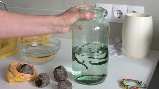 A woman moves purchased medicinal leeches from a bag of peat into a jar of water in a clinic setting. This process is part of hirudotherapy and alternative medicine practices.