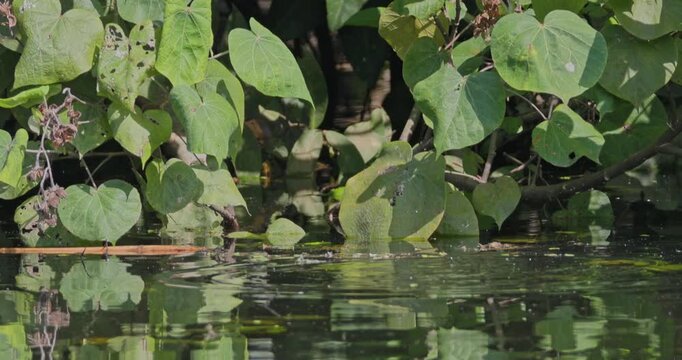 Little grebe Tachybaptus ruficollis diving into water, lush green vegetation background, natural bird behavior in pond, wildlife documentary, slow motion.