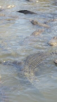 American alligators swimming together in shallow water