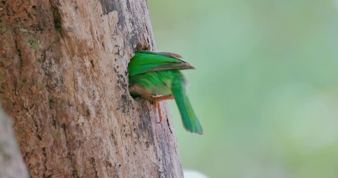 Green bird tail and feet visible inside tree hollow nest, Psilopogon species nesting behavior in tropical forest, natural wildlife documentary, slow motion.