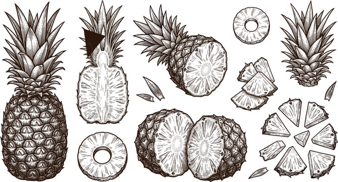 2. Pineapple fruit hand drawn engraving vector illustration set. Detailed sketch of whole pineapple, slices, chunks, and halves.