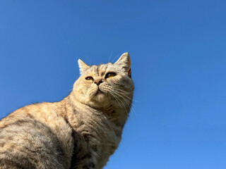 Cat on blue sky background © OLENA LIALINA