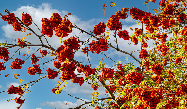 Bright red rowan berries on a tree branch against a blue, cloudy autumn sky. Close-up of rowan berry clusters. Sunny autumn nature background featuring rowan berries.