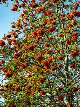 A view of a rowan tree laden with clusters of ripe red berries and multicolored autumn foliage against a clear blue sky. A sunny autumn background featuring a rowan tree.