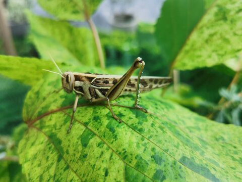 grasshopper on a leaf
