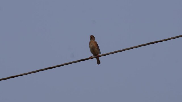 Baya weaver bird in nonbreeding plumage perched in nature