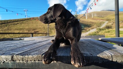 Horizontal medium shot of a cute black puppy resting and observing its surroundings on a rustic wooden deck outdoors, with ski lifts and mountain scenery in the background. Great for travel and pet th © OlenaK