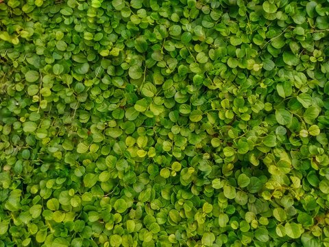 Dichondra is an ornamental creeping plant characterized by its small, rounded, kidney-shaped leaves and fresh green color. It spreads along the ground, forming a dense carpet of foliage, making it sui