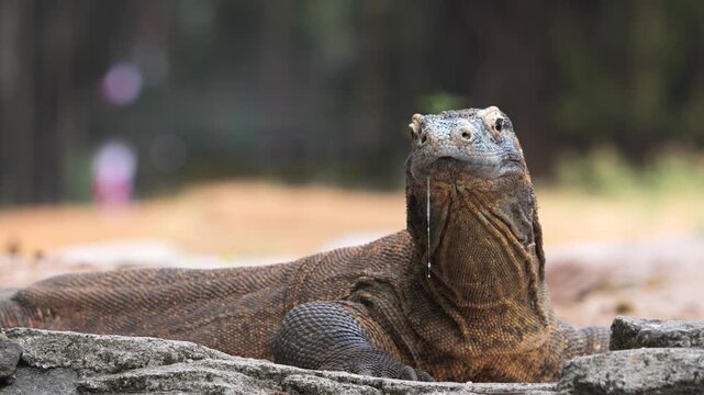 Close-up portrait of a Komodo dragon (Varanus komodoensis) resting calmly while strands of saliva hang from its mouth. 