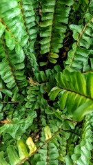 green fern leaf © Muhammad