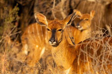 Female Nyala Standing Among Thorny Bushes © Eliya