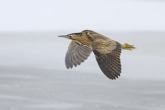Eurasian bittern (Botaurus stellaris)
