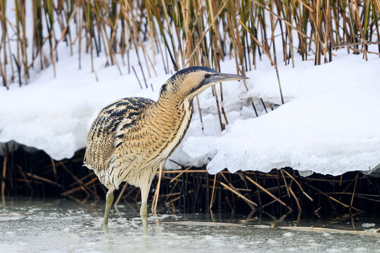 Eurasian bittern (Botaurus stellaris)