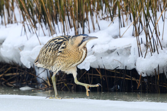 Eurasian bittern (Botaurus stellaris)