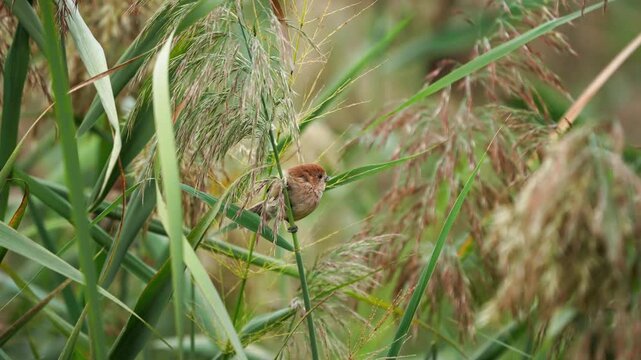 Vinous Suthora Vigilantly Watching Before Flying Away in Slow Motion 4K