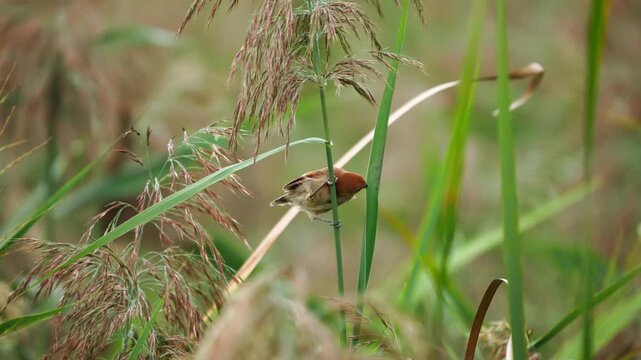 Vinous Suthora Eating Insects and Grass Seeds on Reed Stalk 4K