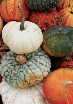 Freshly picked pumpkins for fall holidays
