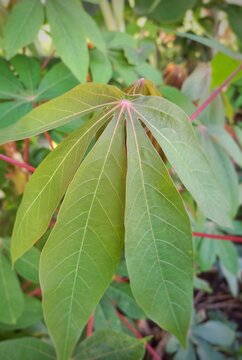 Young manihot esculenta leaf growing, cassava plant leaf, green cassava leaves with pink stems in tropical garden natural daylight close up