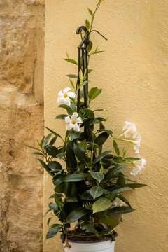 Potted White Mandevilla Vine Climbing A Trellis Against Sunlit Textured Wall