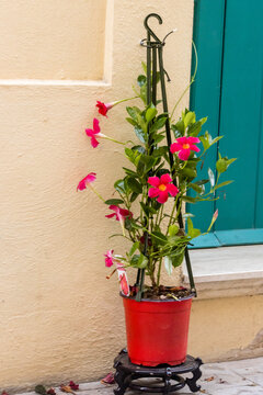Potted Pink Mandevilla Vine With Bright Flowers Beside Teal Door On Stucco Wall