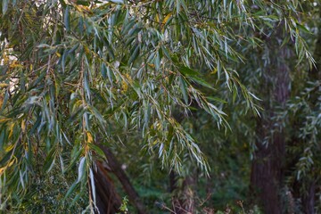 Willow tree leaves with early autumn color close up in forest © CS Media