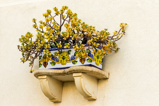 Yellow Succulent Plant In Hand-Painted Ceramic Planter On Wall Shelf With Mediterranean Charm