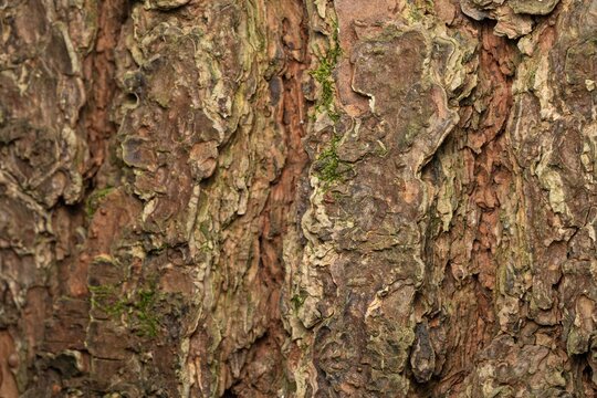 tree bark texture