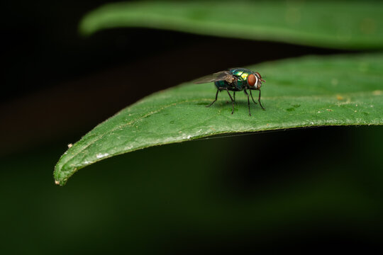 fly on leaf