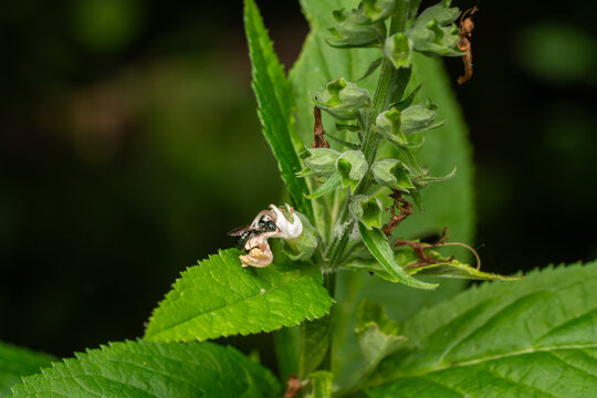 bee on a flower