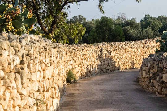 Sunlit Country Lane With Traditional Dry Stone Walls and Olive Trees in Rural Landscape