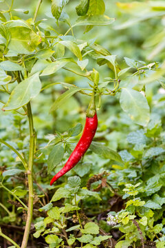 Red Chili Pepper Hanging on Plant in Green Garden Closeup &mdash; Spicy Fresh Produce