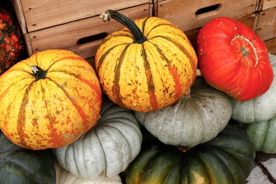 Freshly picked pumpkins and wooden crates