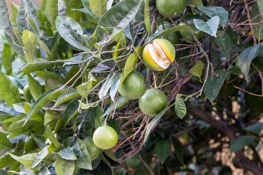 Unripe Green Oranges on Citrus Tree With One Partially Split Ripe Fruit and Lush Leaves