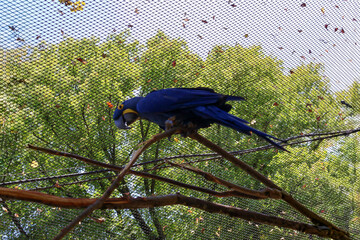 Single hyacinth macaw with bright blue feathers perched horizontally on thin tree branches inside a sunny outdoor zoo enclosure.  . © Nadiia.