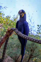 Single hyacinth macaw with vibrant blue plumage sitting on a thick rope against a soft clear sky background in daylight. . © Nadiia.
